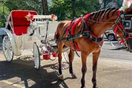 New York Central Park Horse Carriage Ride thumbnail 1