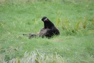 Juneau Private Bear Viewing Tour thumbnail 4
