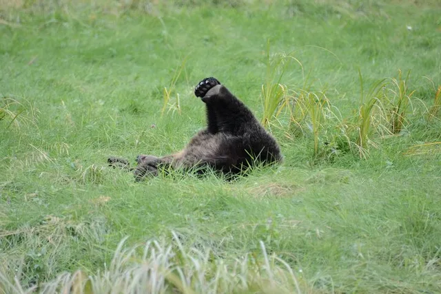 Juneau Private Bear Viewing Tour - Image 4