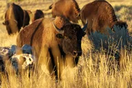 Salt Lake City Great Salt Lake Wildlife Tour at Sunset thumbnail 3