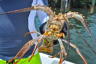 Key West Lobster Snorkeling Adventure 6 hr thumbnail 4
