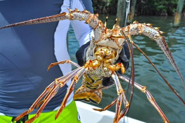 Key West Lobster Snorkeling Adventure 6 hr - Image 4