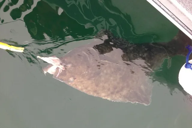 Hoonah Halibut Fishing - Image 3