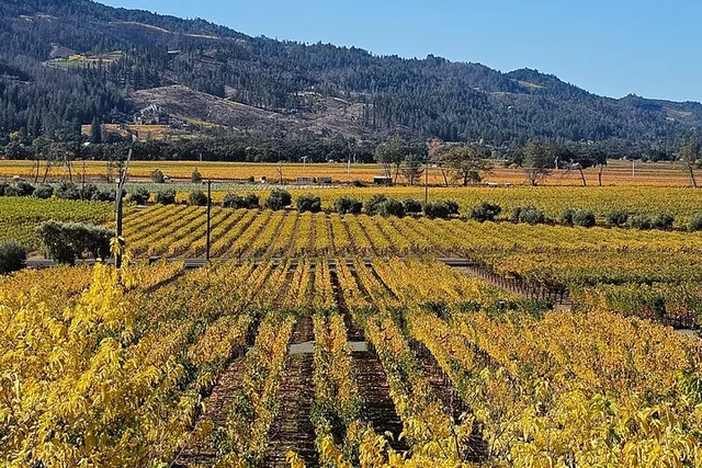 Napa Valley Private Wine Tour - Image 2