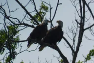 Cape May Sunset Safari Eco Cruise thumbnail 4
