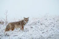 Denver Rocky Mountain Wildlife Tour thumbnail 6
