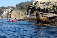 La Jolla Kayak Rental thumbnail 1