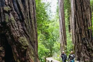 San Francisco Muir Woods and Sausalito Bay Cruise thumbnail 1