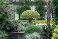 Philadelphia Longwood Gardens Holiday Lights Tour thumbnail 5
