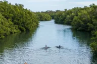 Silver Springs Clear Kayak or Paddleboard Tour thumbnail 3