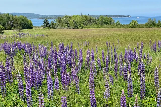 Acadia Private Tour: Cadillac Mountain & Thunder Hole - Image 6