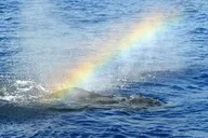 Oahu Whale Watching Sail thumbnail 3