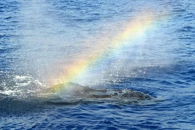 Oahu Whale Watching Sail - Image 3
