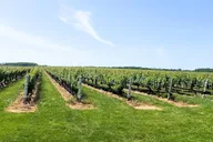 Long Island Wine Tour Pindar Winery thumbnail 4