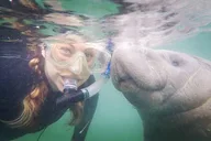 Crystal River Manatee Snorkel Tour with Guide thumbnail 2