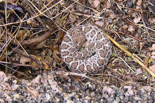 Sonoran Desert Reptile Hunting Tour 4 hr - Image 2