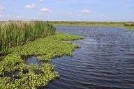 New Orleans Plantation and Airboat Tour thumbnail 4