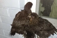 Navarre Rabbit and Chicken Petting Experience thumbnail 2