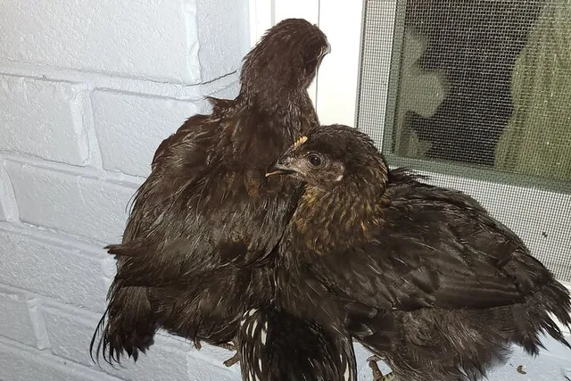 Navarre Rabbit and Chicken Petting Experience - Image 2