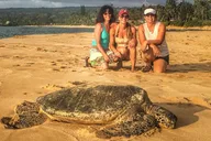 Oahu Circle Island Jeep Tour thumbnail 3