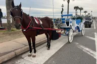 Saint Augustine Horse-Drawn Carriage Tour thumbnail 2