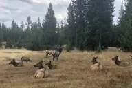 Seattle Yellowstone and Grand Teton 5-Day Tour thumbnail 2