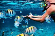 Key Largo Snorkeling and Sandbar Tour thumbnail 2