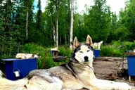 Fairbanks Husky Hiking Tour thumbnail 1