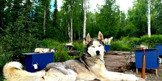 Fairbanks Husky Hiking Tour