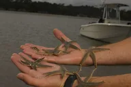 Hilton Head Mini Boat Tour to Disappearing Island thumbnail 4
