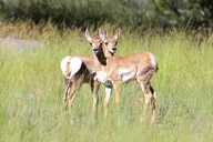 Yellowstone Private Upper Loop Tour with Lunch thumbnail 2