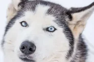 Fairbanks Dog Sledding Adventure thumbnail 6