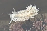 San Diego Tide Pool Exploration with Marine Biologist thumbnail 4