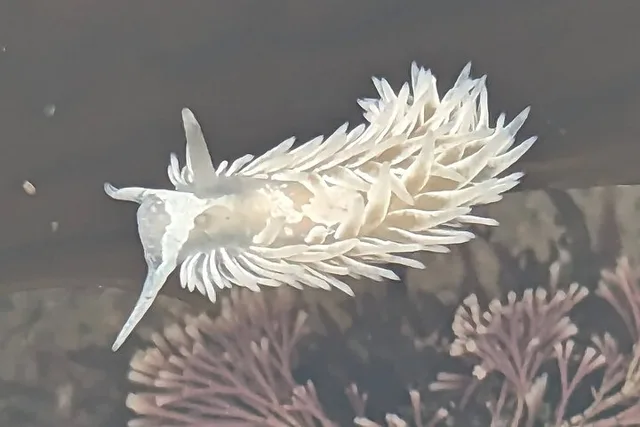 San Diego Tide Pool Exploration with Marine Biologist - Image 4