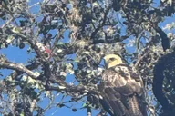 Kailua-Kona Birding Tour in Cloud Forest 2 hr thumbnail 2