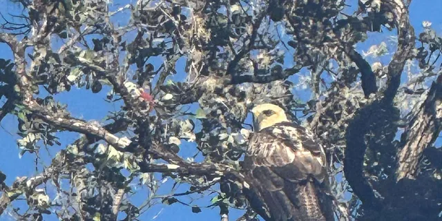 Kailua-Kona Birding Tour in Cloud Forest 2 hr - Image 2