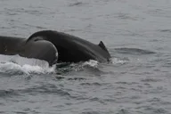 San Diego Whale Watching and Dolphin Tour thumbnail 3