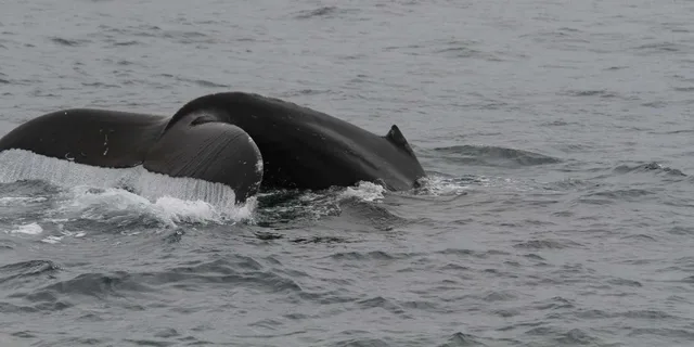 San Diego Whale Watching and Dolphin Tour - Image 3
