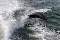 St. Petersburg Dolphin Watching Boat Tour thumbnail 1