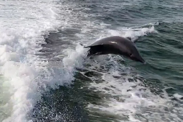 St. Petersburg Dolphin Watching Boat Tour - Image 1