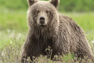 Hoonah Bear Island Shore Excursion thumbnail 5