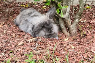 Navarre Rabbit and Chicken Petting Experience