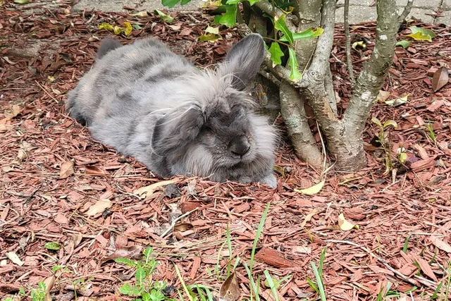 Navarre Rabbit and Chicken Petting Experience - Image 1