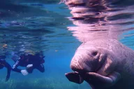 Crystal River Manatee Swim Tour thumbnail 2