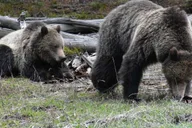 Yellowstone Wildlife Tour from West Yellowstone thumbnail 1