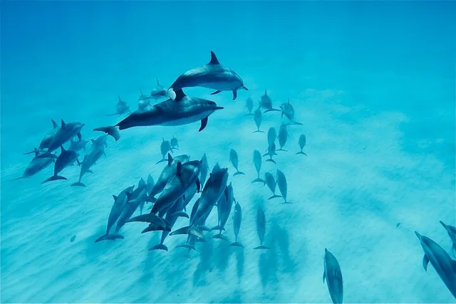 Oahu Swim with Dolphins Tour - Image 2
