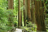 San Francisco Alcatraz and Muir Woods Tour thumbnail 4