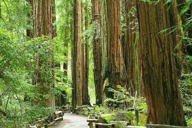San Francisco Alcatraz and Muir Woods Tour - Image 4
