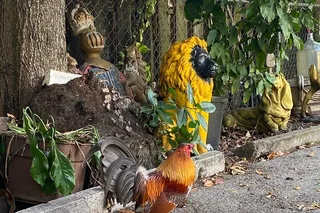 Miami Walking Tour in Little Havana 90 min