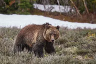 Yellowstone Lower Loop Private Tour thumbnail 4